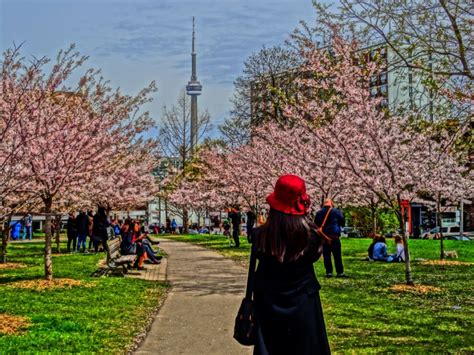 Where To Find Cherry Blossoms In Toronto The World As I See It