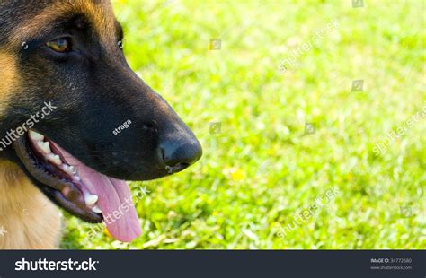Closeup Of A German Shepherds Nose Stock Photo 34772680 Shutterstock