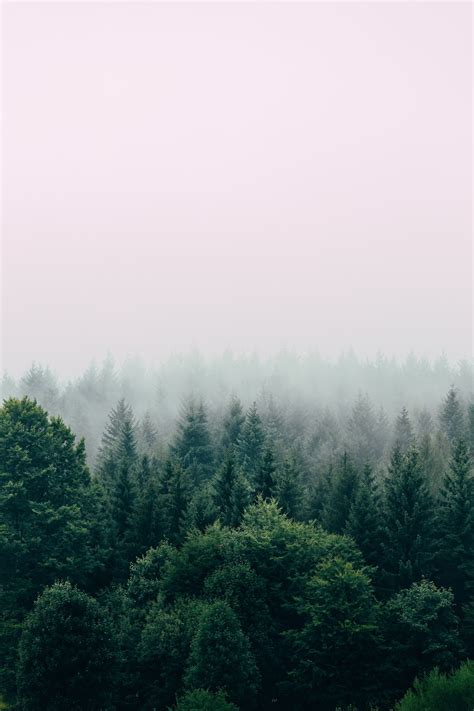 Stunning Forest Pictures Hq Download Free Images On Unsplash