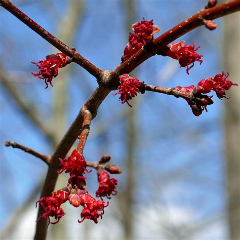 Acer Rubrum Red Maple Master Gardeners Of Northern Virginia