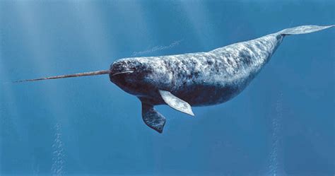 Breaking Narwhals Are Real Apparently The Beaverton
