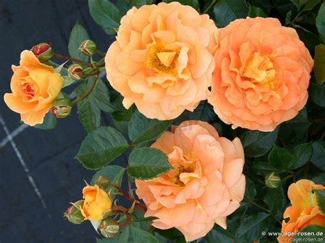 Buy Goldelse ® Floribunda Rose Agel Rosen