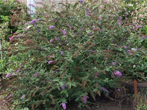 Information On When And How To Transplant Butterfly Bushes