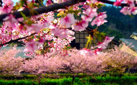 Also just look through the. Japanese Nature Wallpapers 12 Top Free Japanese Nature ...