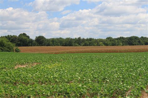 Multi Tract Auction To Offer Kentucky Cropland To The Public