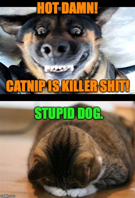 Catnip Memes And S Imgflip