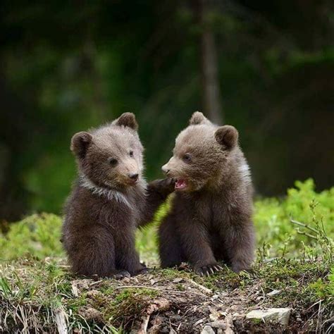 Tiny Bears Cute Animals Cute Baby Animals Animals Beautiful