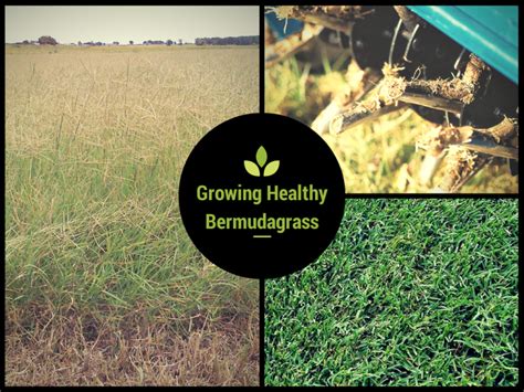 3 Steps To Growing Healthy Bermudagrass Green Keeper