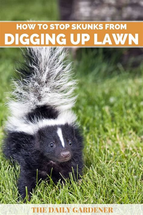 If so, supplying your dog with a shady area to relax in, or. How to Stop Skunks from Digging Up Lawn? | Skunk, Lawn, Dig