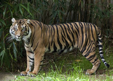 Damai A Two And A Half Year Old Female Sumatran Tiger Makes Her Debut