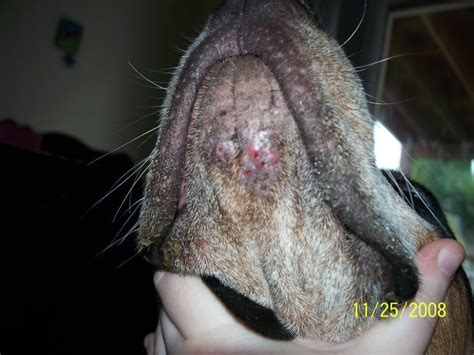 Canine Dermatitis We Had A Cat With Exactly The Same Chin