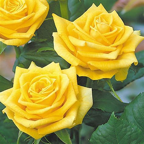 Fragrant Gold Hybrid Tea Roses Heirloom Roses Planting Roses