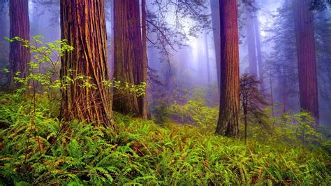 Misty Forest Wallpaper And Background Image 1366x768