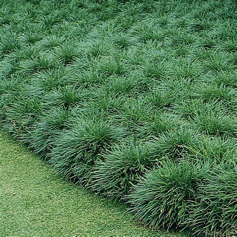 Mondo Grass Verdego