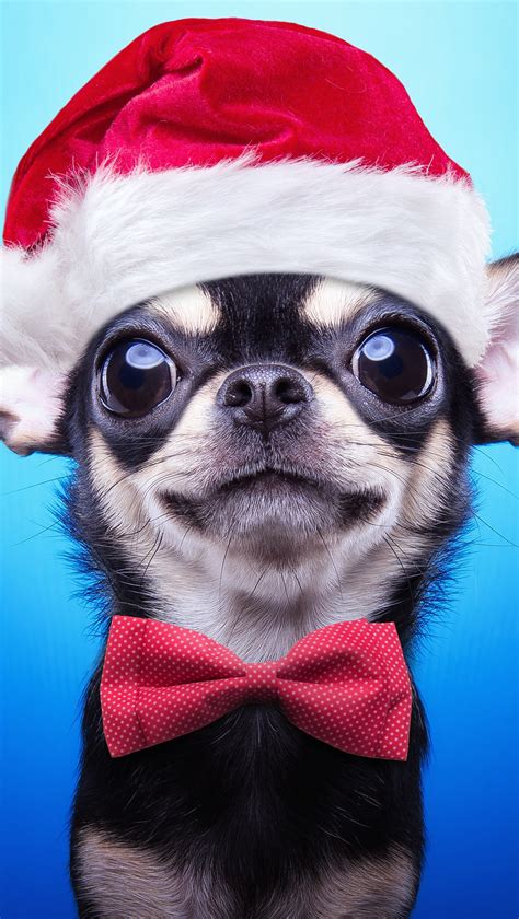 Perro Chihuahua Con Gorro De Navidad Fondo De Pantalla Id6678