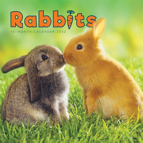 Rabbits 2022 Calendar