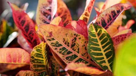 Get It Growing Use Crotons For Beautiful Fall Color
