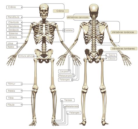 Sistemas Do Corpo Humano Toda Matéria