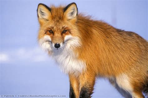 Red Fox On The Snowy Tundra Of Alaska Arctic North Slope Fox In Snow