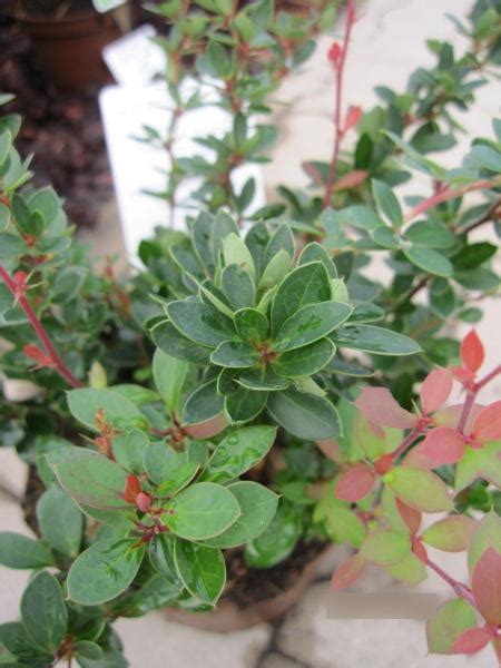 Berberis Buxifolia Nana Polsterberberitze Nana