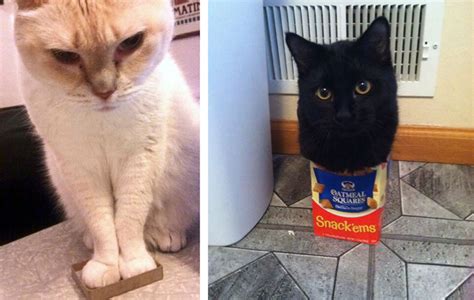 Unlike with humans, for whom a cough or two a day is perfectly normal, a cat's cough is a. 22 Cats Who Went Too Far With Their "If I Fits, I Sits" Motto