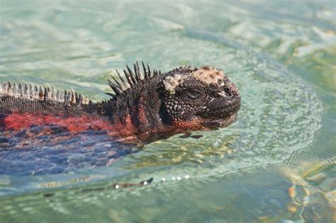9 Illuminating Facts About Iguanas Marine Iguana Iguana Galapagos