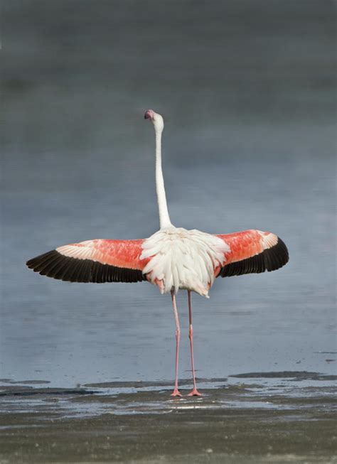 Greater Flamingo Phoenicopterus Roseus Photograph By Animal Images