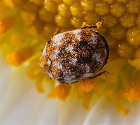 Carpet Beetle Pest Control Toronto Pestend Pest Control Toronto