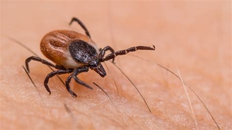 Lone Star Ticks That Cause Red Meat Allergies Now Moving To Northern U