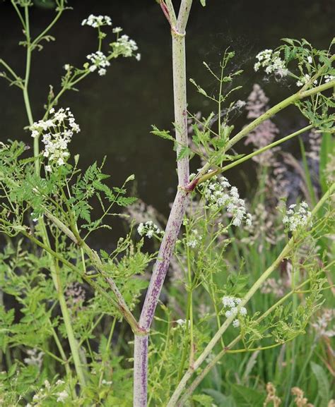Poison Hemlock How To Identify And Potential Look Alikes