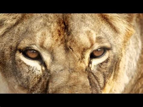 Killer Lions Attacks Bbc Nat Geo And Discovery Documentaries