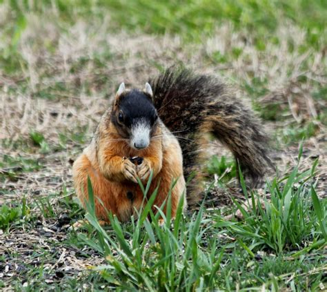 Parkers Barkers Floridas Endangered Sherman Fox Squirrel