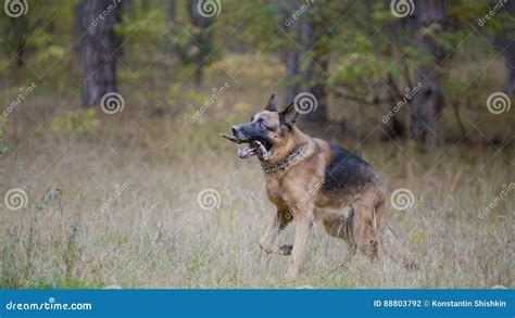A Dog Male German Shepherd Walking In Autumn Forest Playing With