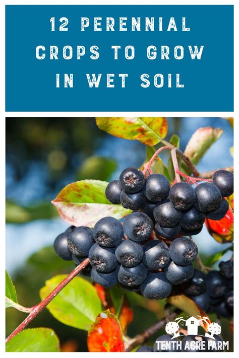Plants that grow in wet soil need some extra care and attention. Perennial Crops to Grow in Wet Soil in 2020 | Food forest ...