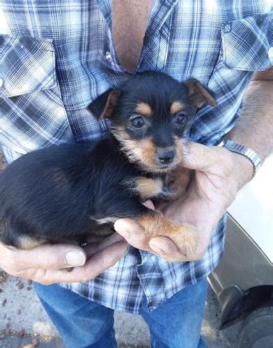 They are fragile little creatures, yet also so undeniably cute that you will feel an. Yorki Poo Puppy for Sale - Adoption, Rescue | Yorkshire Terrier Puppy Adoption in Prineville OR ...