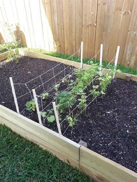 Home Made Trellis For Green Beans And Cucumbers Bean Trellis Food