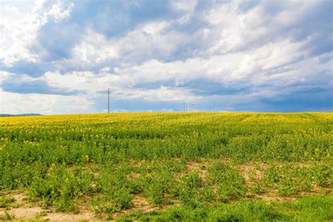 Yellow Oilseed Flower Field And Cloudy Sky Stock Photo Image Of