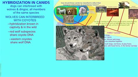 Hybridization In Canids Youtube