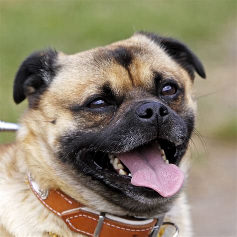 16 Pug Mixes Youll Want To Adopt Readers Digest