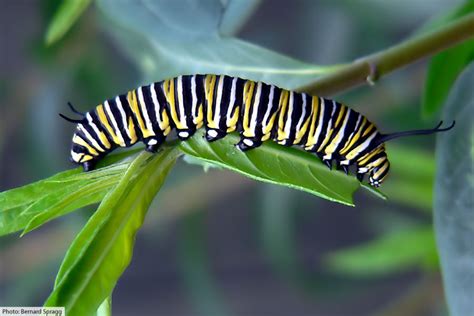 The Life Cycle Of The Monarch Butterfly With Pictures And Facts