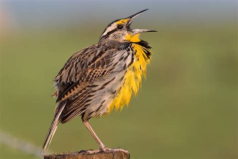 Eastern Meadowlark Calling Eastern Meadowlark Sturnella M Flickr