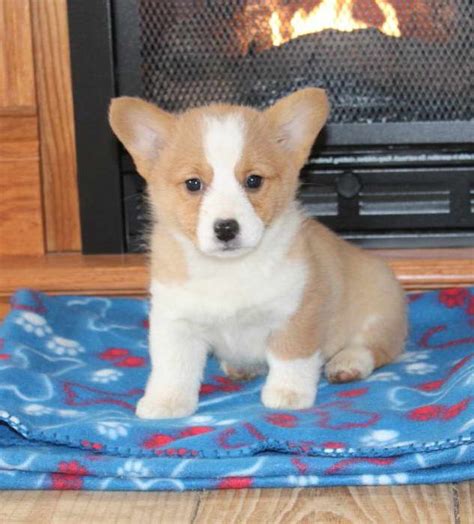 You need to vaccinate them, give proper food and medicine timely, clean them regularly etc. Corgi Puppies For Sale Craigslist | PETSIDI