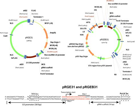 Targeted Gene Mutation In Rice Using A Crispr Cas9 System —bio Protocol