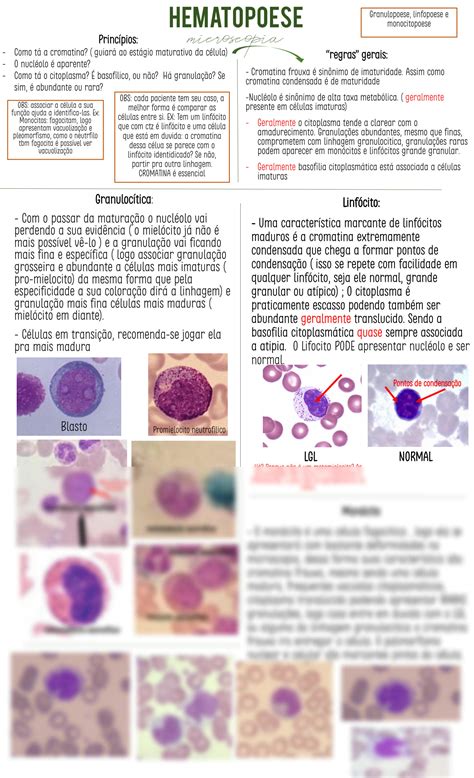 Mapa Mental Hematopoese Images And Photos Finder
