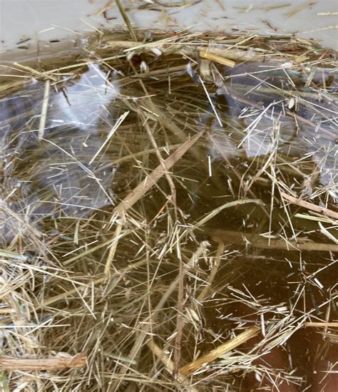 How And Why To Soak Hay — Mossygoat Farm