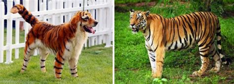 11 Dogs That Look Like Wild Animals Pethelpful