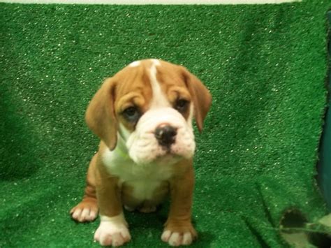 english bulldog beagle mix puppies  sale petsidi