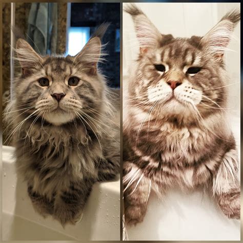 Norwegian Forest Cats Vs Maine Coon How To Recognize Them Catman