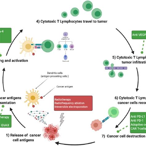 Cancer Immunity Cycle And Immunotherapy Intervention At Different Steps