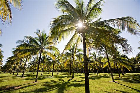Coconut Plantation Thala Beach Nature Reserve Resort Port Douglas